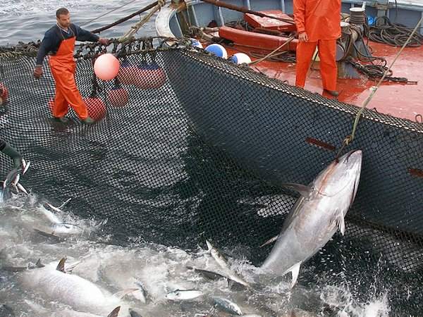 El arte milenario de la pesca de almadraba cerca de tu apartamento en La Manga Club